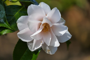 Camellia japonica Hagoromo or magnoliaeflora                     